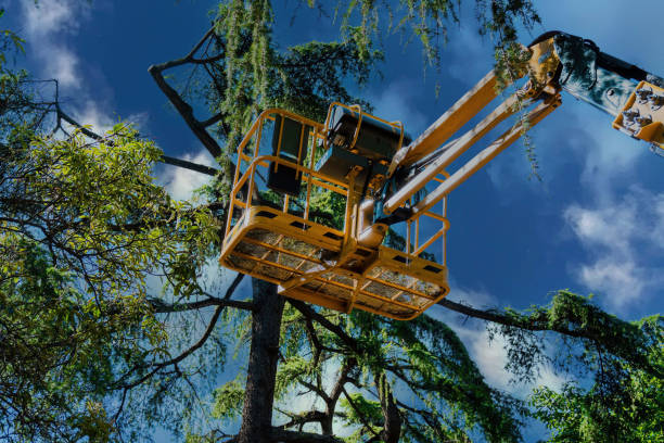 How Our Tree Care Process Works  in Seward, AK